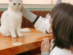 -猫小院猫主题餐厅(三里屯店)