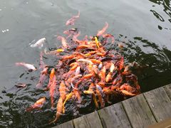 -锅儿欢海鲜火锅烤肉自助餐(东港凯虹店)