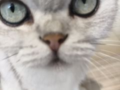 -藏猫猫咖啡主题馆(中央大道店)