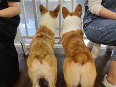 -柯斗斗主题餐厅·狗咖·围炉煮茶·茶饮(国瑞升平里店)