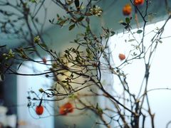 -曲廊院(东四十一条店)