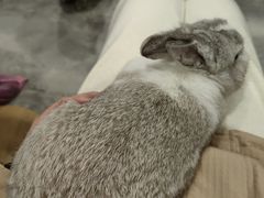 -楼上猫咖(罗湖店)