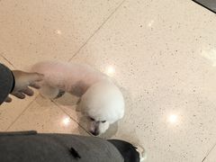 -帕帕拉兹宠物(亚洲旗舰店)