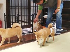 -逗柴咖啡屋·狗咖猫咖宠物桌游