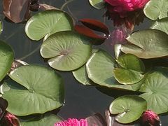 -国家植物园南园