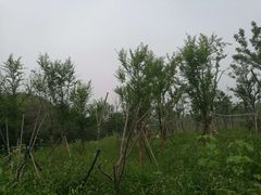 -淇河国家湿地公园