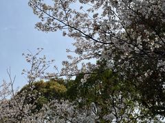 景点-高东镇樱花园