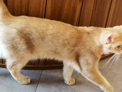 -飞行喵MR PILOT|猫舍·猫咖(静安大融城店)