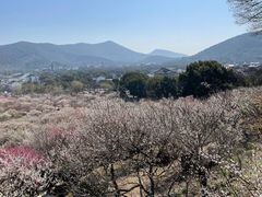 -香雪海