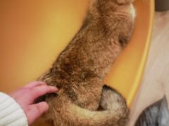 -有喵·猫咖·狗咖·30几只猫10只小狗(岗厦店)