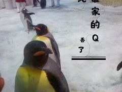 -大连圣亚海洋世界