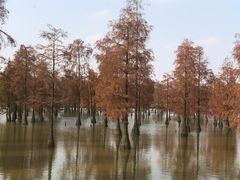 -池杉湖湿地公园