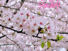 -高东镇樱花园