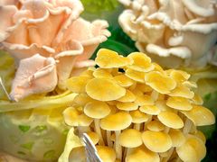 -烹然四季椰子鸡火锅(姚家园万象汇店)