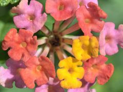 -海南铜鼓岭景区