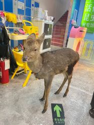 点击看大图 -神奇动物撸宠馆·羊驼·小浣熊·异宠(豫园店)