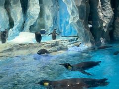 -帝企鹅自助餐厅•儿童岛•真企鹅(长隆企鹅酒店)