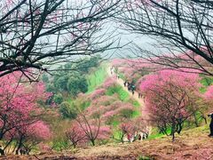 -新建村梅花
