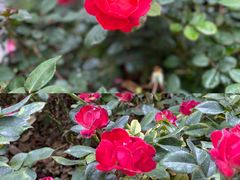 -人民公园(罗湖区)