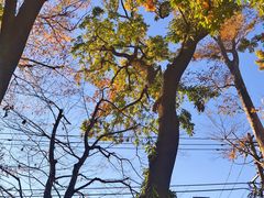 -三鹰之森吉卜力美术馆