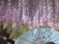 -嘉定紫藤园
