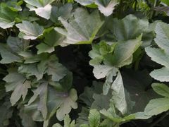 android_upload_pic-老娘舅(西湖文化广场店)