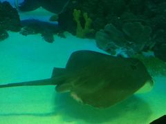 -芜湖新华联大白鲸海洋公园