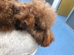 -美联众合动物医院(·中兽医·疑难杂症·严家桥分院)