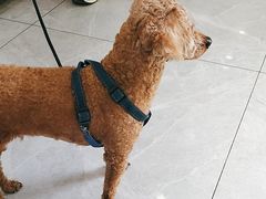 -瑞鹏宠物医院·超声·骨科·奇麟分院(蜀都万达店)