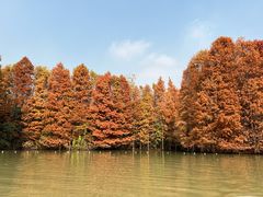 -上海海湾国家森林公园