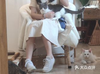 「大波宠物乐园 狗狗猫咪寄养 游泳」 这家店很多猫猫