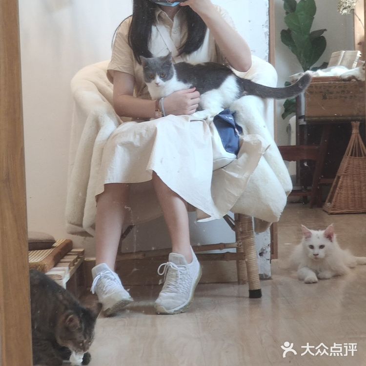 东莞平价猫咖