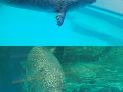 -海合安成都极地海洋公园