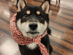 -豆柴町-柴犬主题狗咖(红鼎国际C座店)