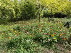 -上海共青森林公园