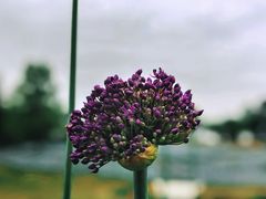 -上海辰山植物园