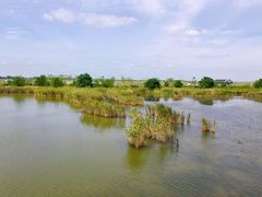 -盐城丹顶鹤湿地生态旅游区