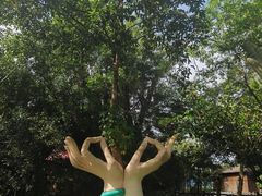 -瑞丽独树成林风景区