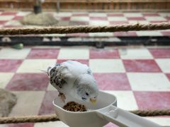 -上海大自然野生昆虫馆(东方明珠·爬宠昆虫探索中心)