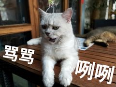 -喵屿·大理花园猫咖