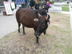 -天坛大佛