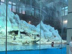 -帝企鹅自助餐厅•儿童岛•真企鹅(长隆企鹅酒店)