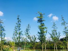 -上海长兴岛郊野公园