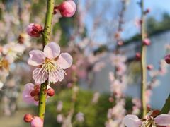 -梅花山(明孝陵内)