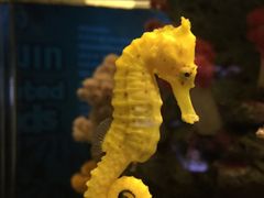 -暹罗海洋世界
