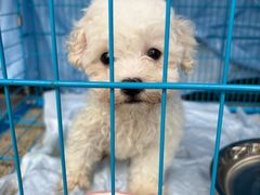 -博特宠物医院24h犬猫全科.骨科·异宠
