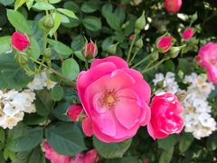 -武汉紫薇都市田园