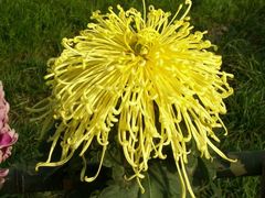 菊花展-三圣花乡旅游区