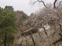 -北京鹫峰国家森林公园