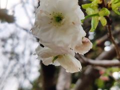 -天适樱花悠乐园